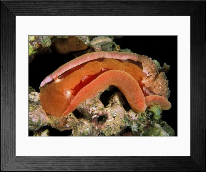 Framed Print : DDE-90037310 Framed Print : DDE-90037310