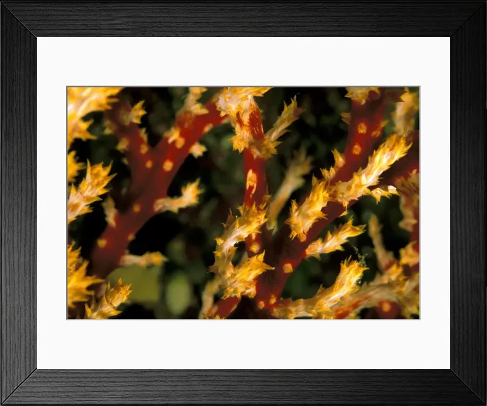 Framed Print : DDE-90037309 Framed Print : DDE-90037309