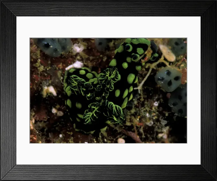 Framed Print : DDE-90037311 Framed Print : DDE-90037311