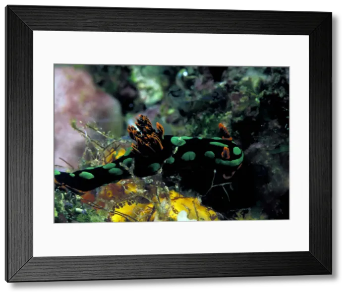Framed Print : DDE-90037312 Framed Print : DDE-90037312