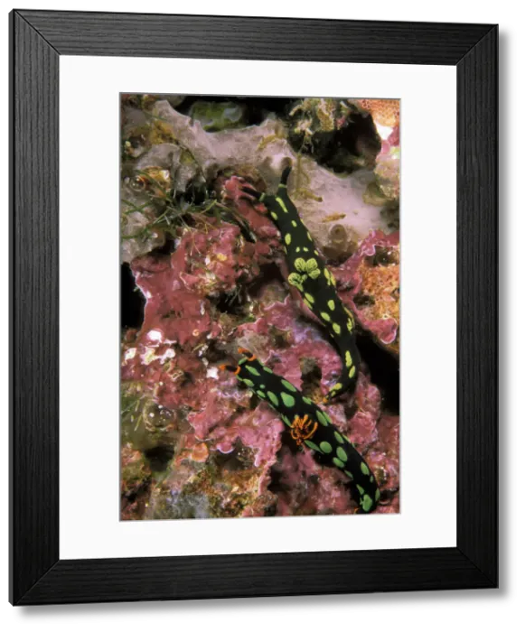 Framed Print : DDE-90037313 Framed Print : DDE-90037313