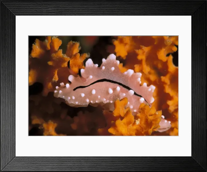 Framed Print : DDE-90037314 Framed Print : DDE-90037314