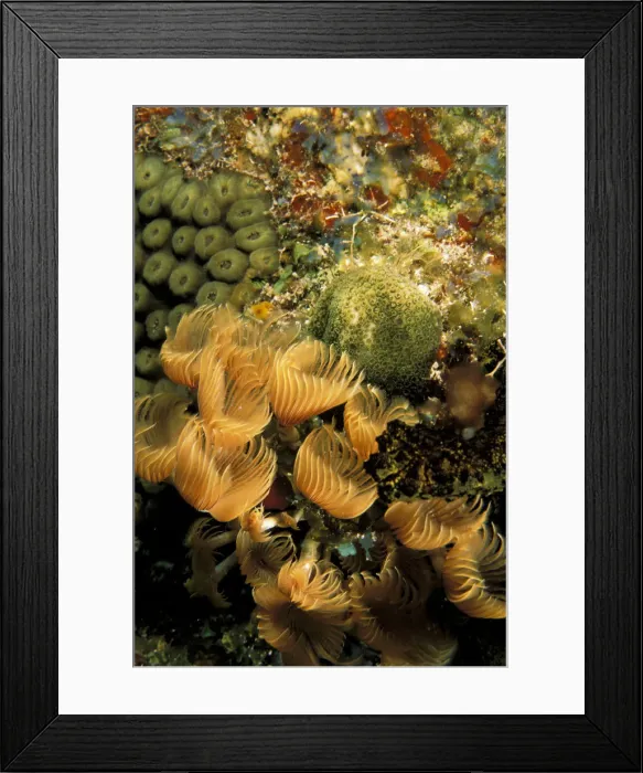 Framed Print : DDE-90037316 Framed Print : DDE-90037316