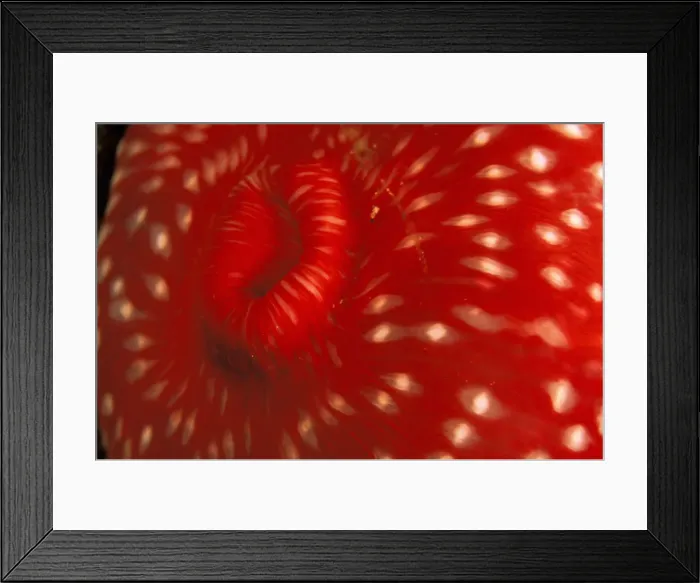 Framed Print : DDE-90037315 Framed Print : DDE-90037315