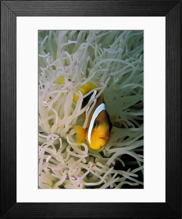 Framed Print : DDE-90037317 Framed Print : DDE-90037317