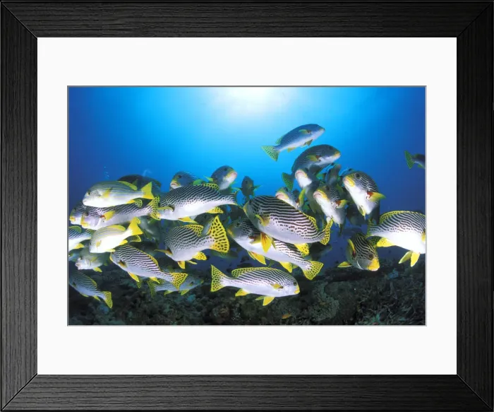 Framed Print : DDE-90037318 Framed Print : DDE-90037318