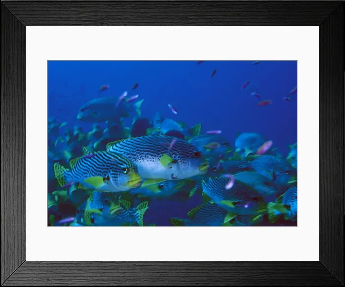 Framed Print : DDE-90037320 Framed Print : DDE-90037320