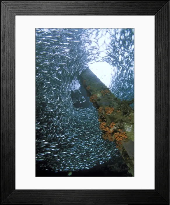 Framed Print : DDE-90037321 Framed Print : DDE-90037321