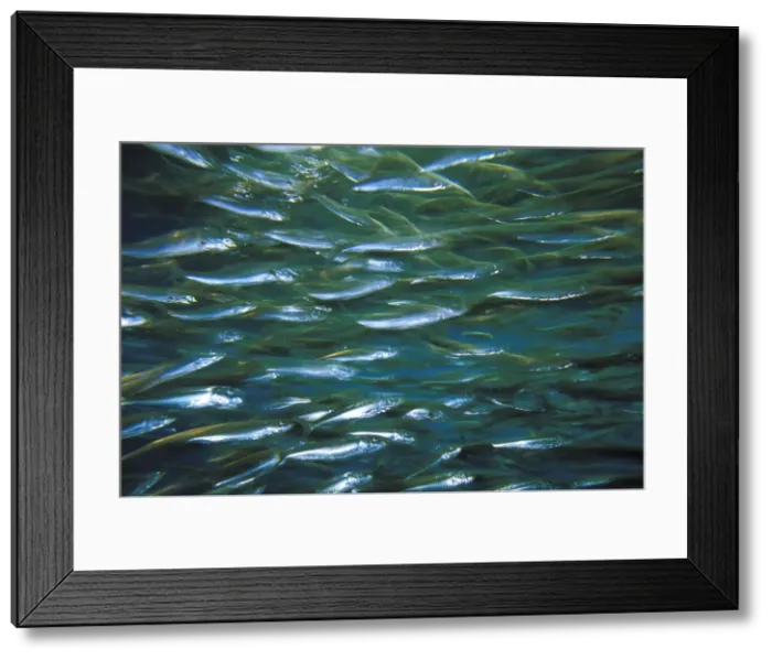 Framed Print : DDE-90037322 Framed Print : DDE-90037322