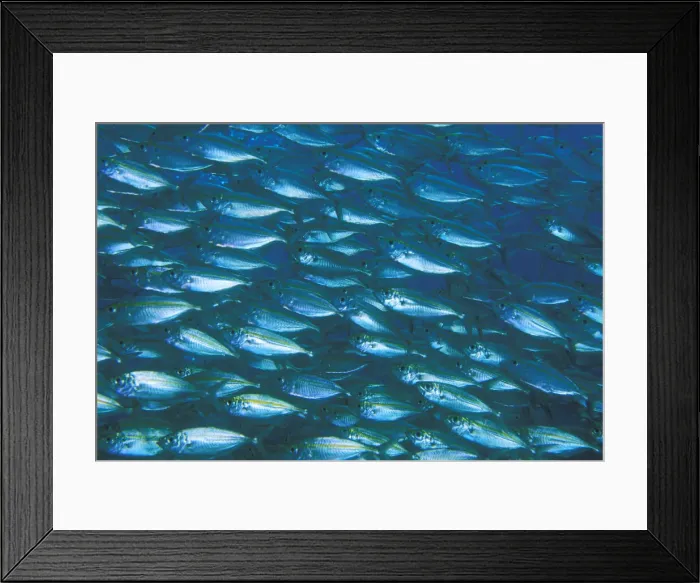 Framed Print : DDE-90037319 Framed Print : DDE-90037319