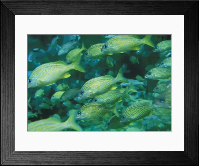 Framed Print : DDE-90037323 Framed Print : DDE-90037323