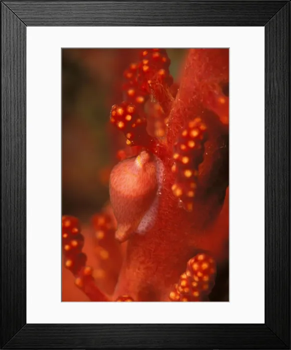 Framed Print : DDE-90037324 Framed Print : DDE-90037324