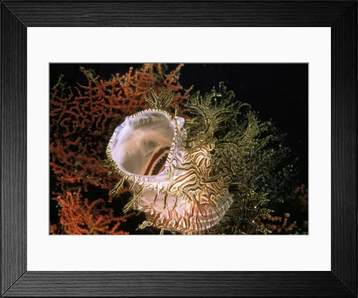 Framed Print : DDE-90037326