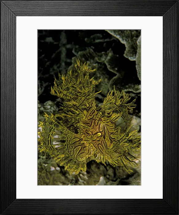 Framed Print : DDE-90037327