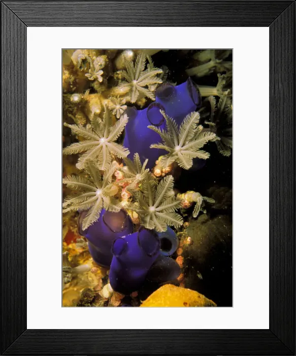 Framed Print : DDE-90037325 Framed Print : DDE-90037325