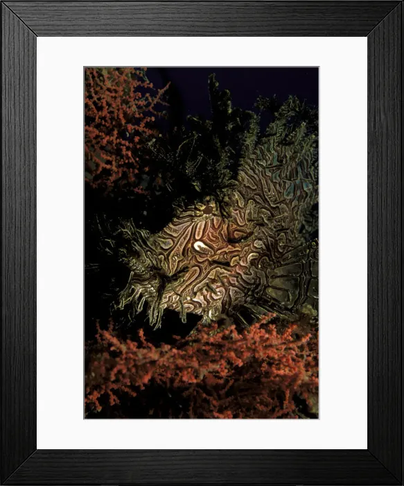 Framed Print : DDE-90037328