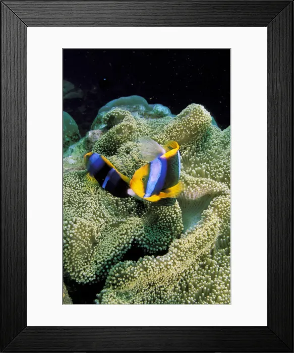 Framed Print : DDE-90037329