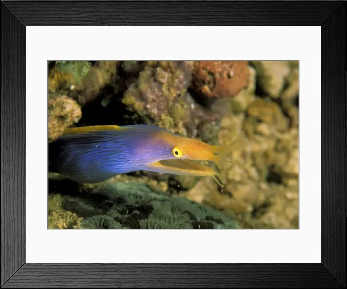 Framed Print : DDE-90037330 Framed Print : DDE-90037330