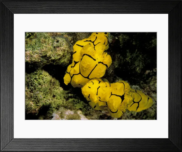 Framed Print : DDE-90037332 Framed Print : DDE-90037332