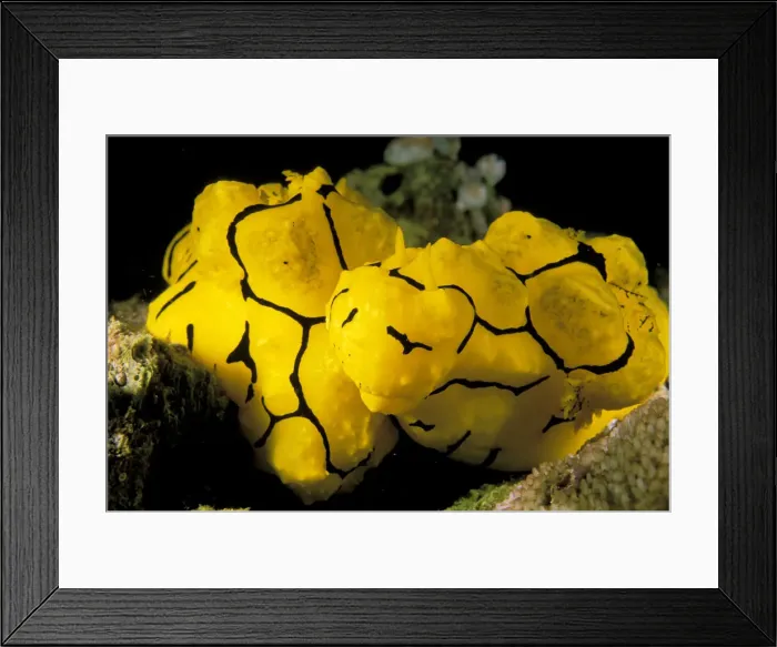 Framed Print : DDE-90037331 Framed Print : DDE-90037331