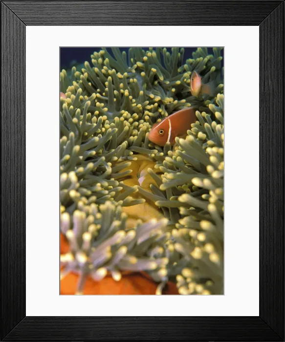 Framed Print : DDE-90037333 Framed Print : DDE-90037333