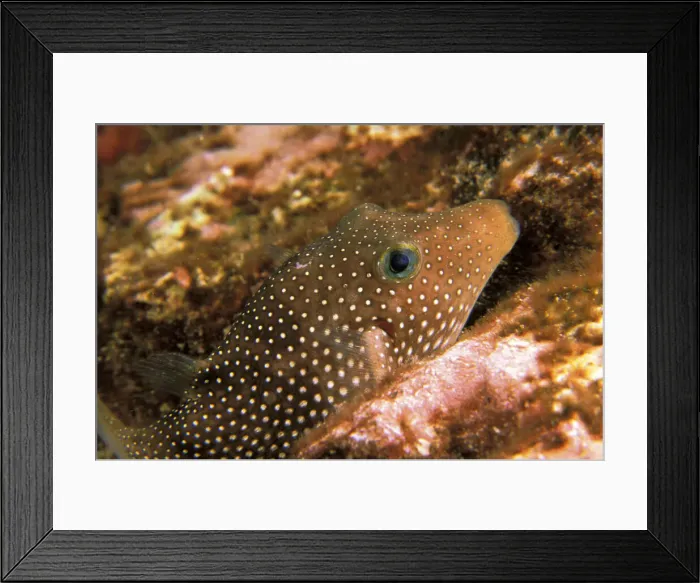 Framed Print : DDE-90037334 Framed Print : DDE-90037334