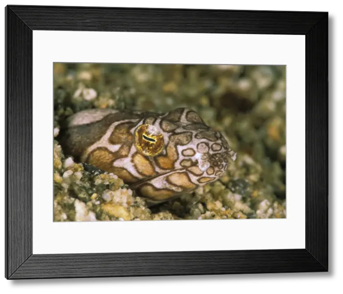 Framed Print : DDE-90037335 Framed Print : DDE-90037335