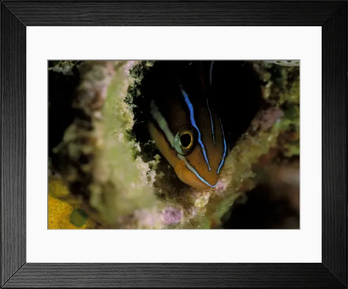 Framed Print : DDE-90037336 Framed Print : DDE-90037336