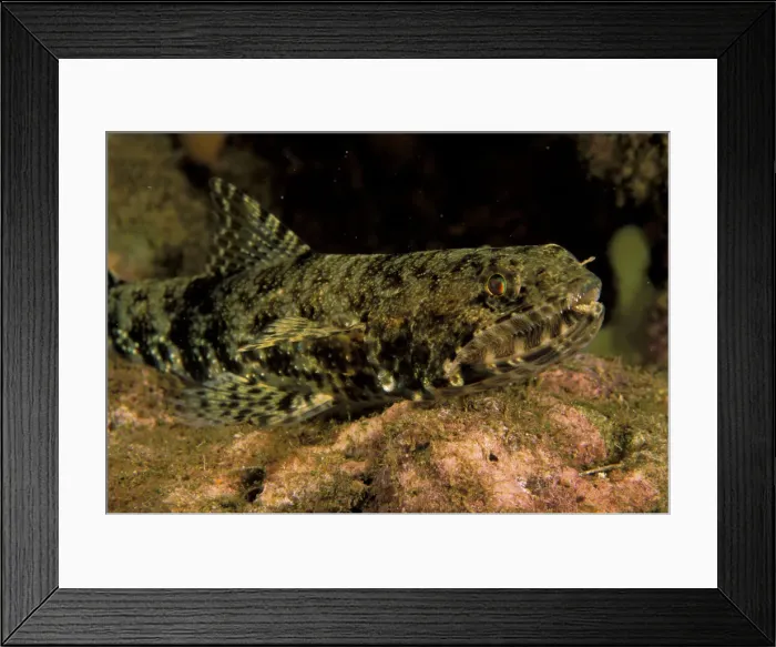 Framed Print : DDE-90037337 Framed Print : DDE-90037337