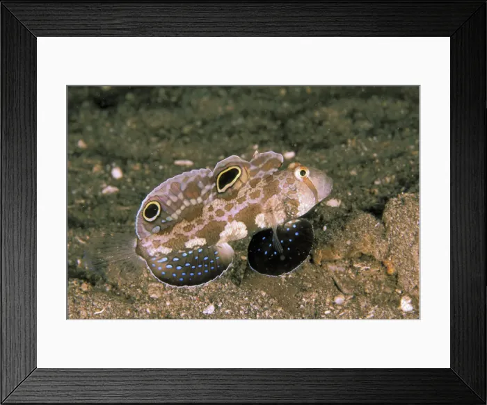 Framed Print : DDE-90037338 Framed Print : DDE-90037338