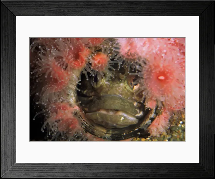 Framed Print : DDE-90037339 Framed Print : DDE-90037339