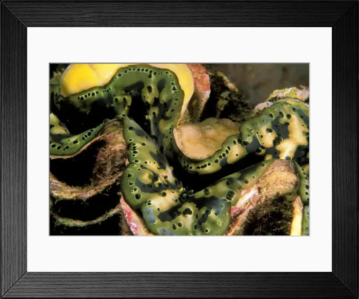 Framed Print : DDE-90037340