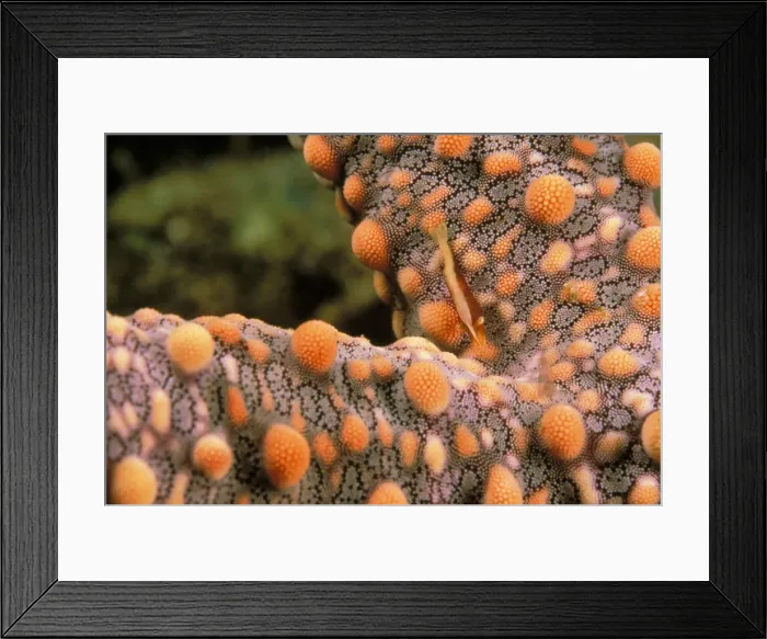Framed Print : DDE-90037341