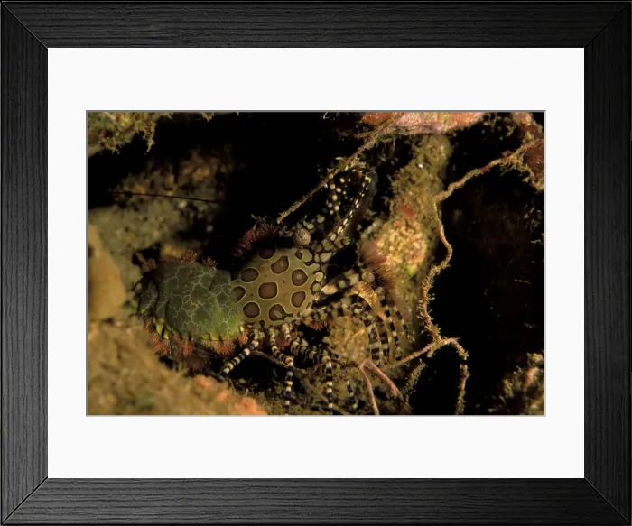 Framed Print : DDE-90037343 Framed Print : DDE-90037343