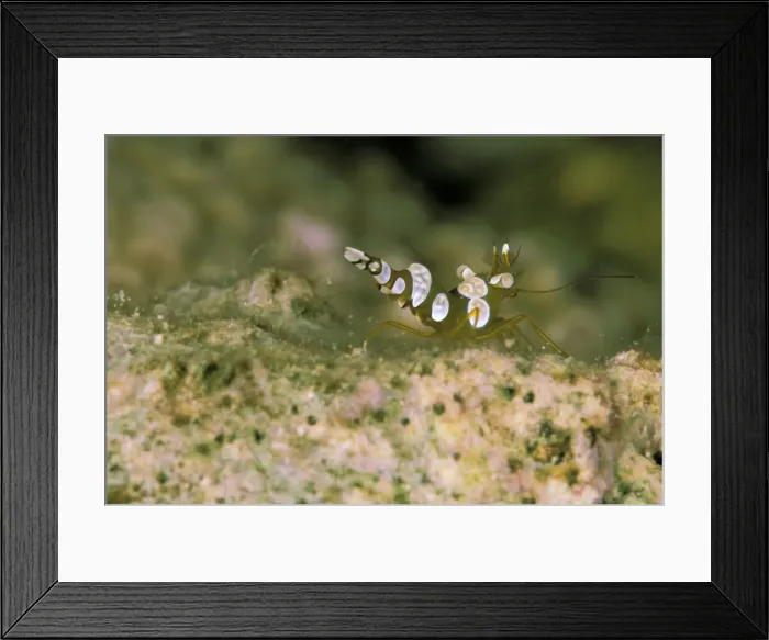 Framed Print : DDE-90037344 Framed Print : DDE-90037344