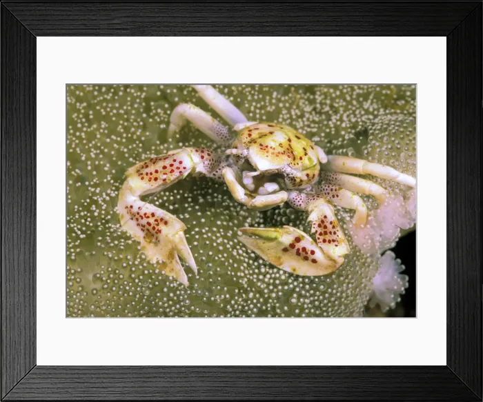 Framed Print : DDE-90037342