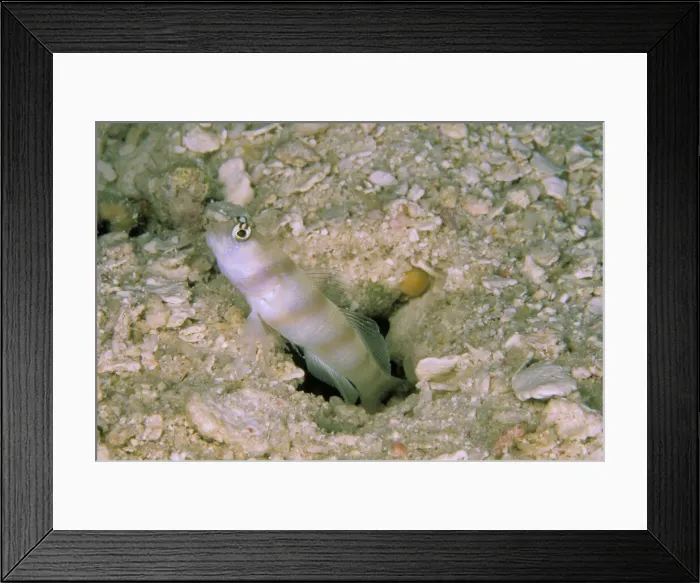 Framed Print : DDE-90037345