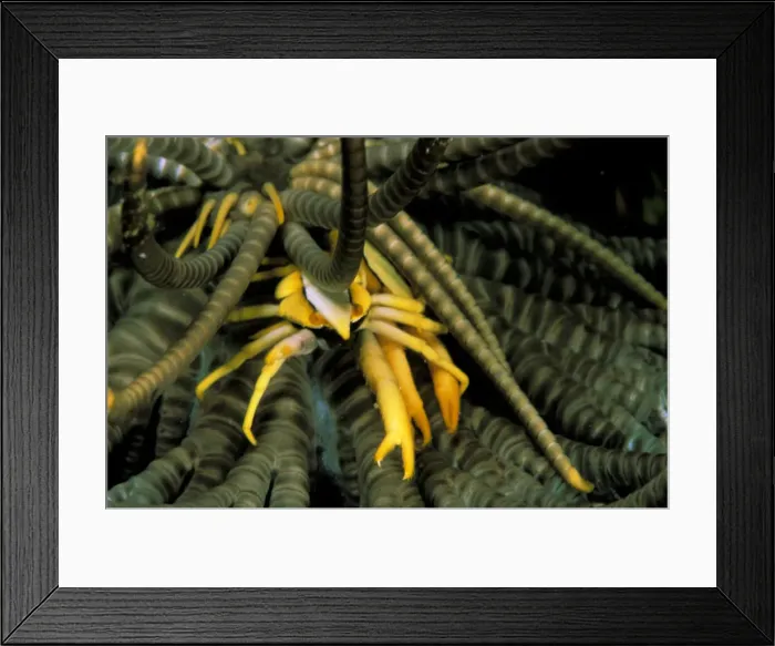 Framed Print : DDE-90037346 Framed Print : DDE-90037346
