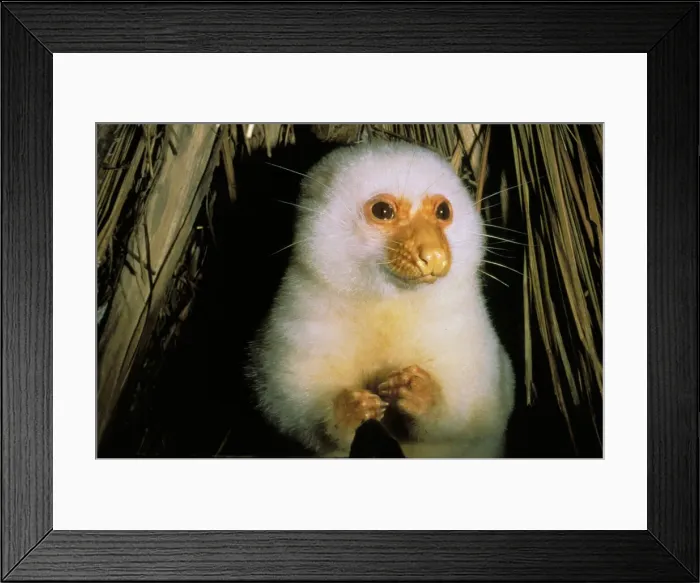 Framed Print : DDE-90037347 Framed Print : DDE-90037347