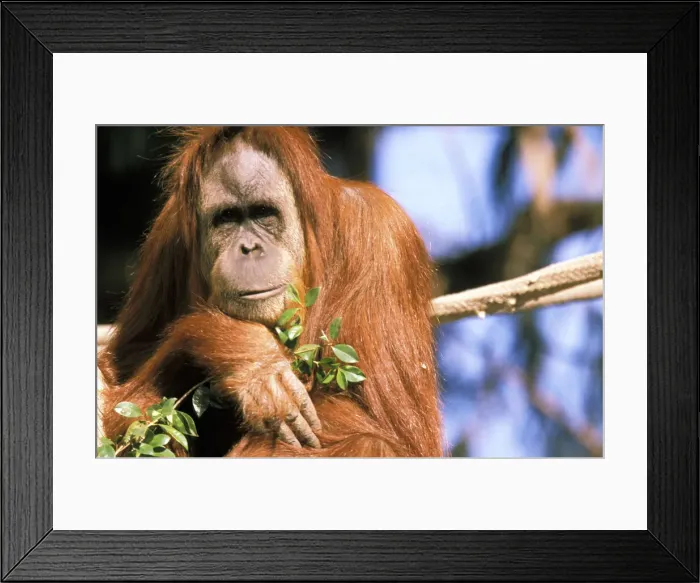 Framed Print : DDE-90037348