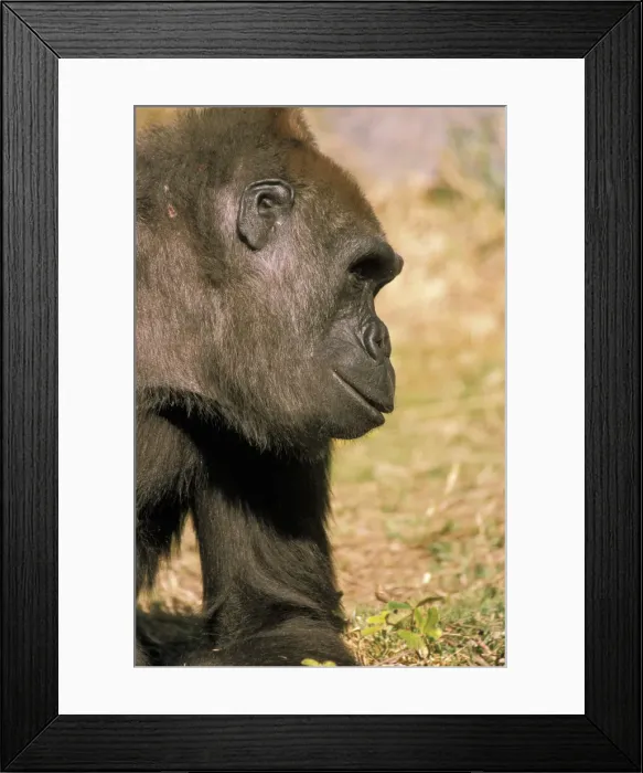 Framed Print : DDE-90037350 Framed Print : DDE-90037350