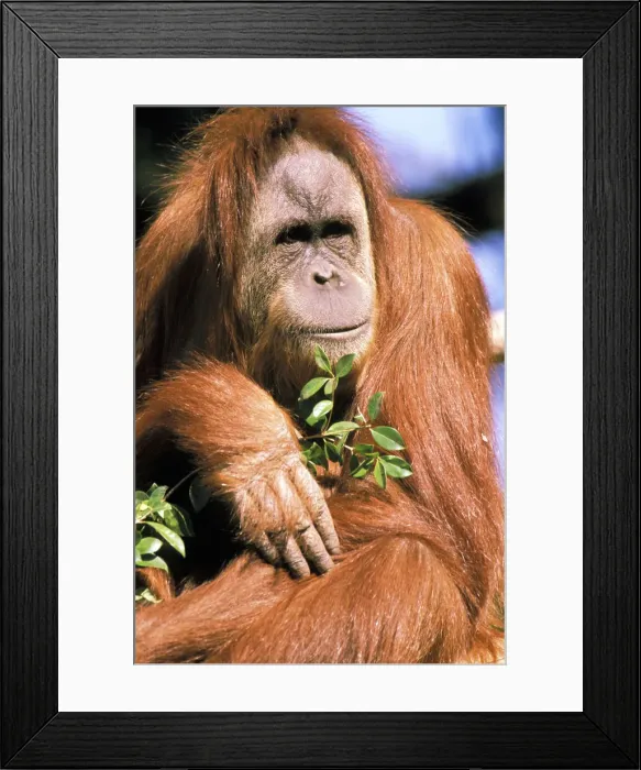 Framed Print : DDE-90037349