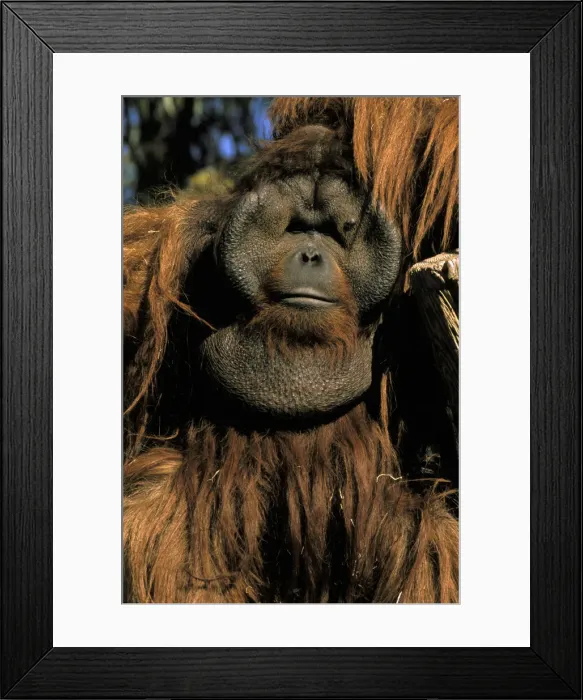 Framed Print : DDE-90037352 Framed Print : DDE-90037352