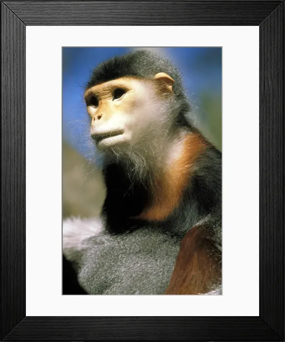 Framed Print : DDE-90037353 Framed Print : DDE-90037353