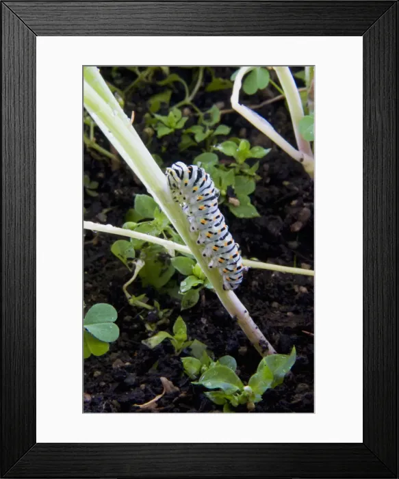 Framed Print : DDE-90037354