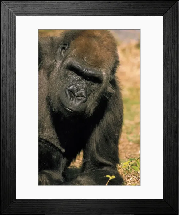 Framed Print : DDE-90037351 Framed Print : DDE-90037351