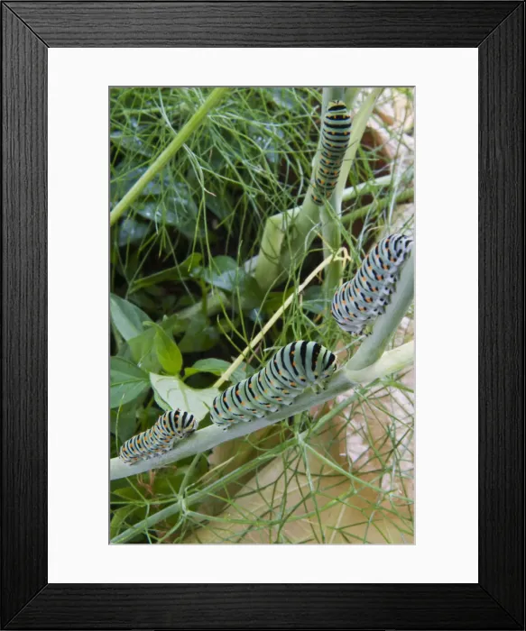 Framed Print : DDE-90037355 Framed Print : DDE-90037355