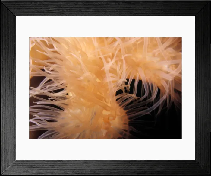 Framed Print : DDE-90037356 Framed Print : DDE-90037356