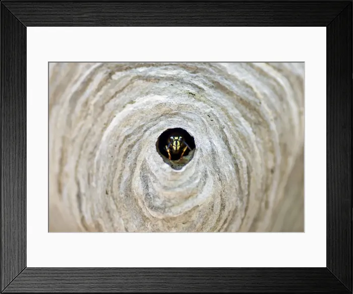 Framed Print : DDE-90037360