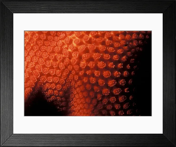 Framed Print : DDE-90037359 Framed Print : DDE-90037359